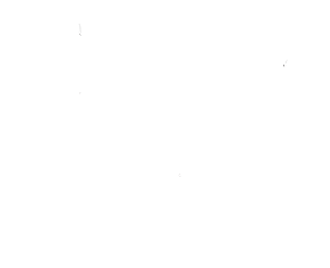 lotus graphic white